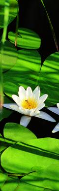 Water lilies from a Danube Delta Vacation